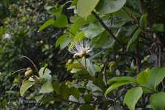 Capparis cleghornii